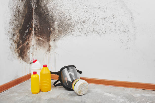 Mold Removal and Inspection in Airmont, NY