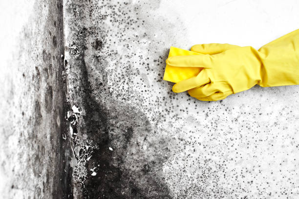 Best Mold Cleaning Services  in Airmont, NY