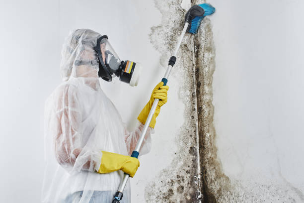 Attic Mold Removal in Airmont, NY