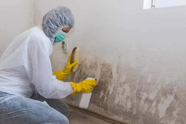 Best Mold Testing  in Airmont, NY