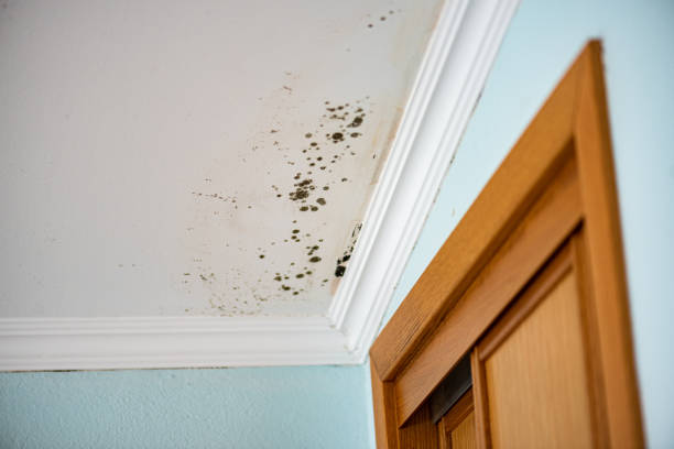 Best Professional Mold Removal  in Airmont, NY