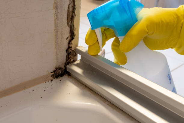 Best Home Mold Removal  in Airmont, NY