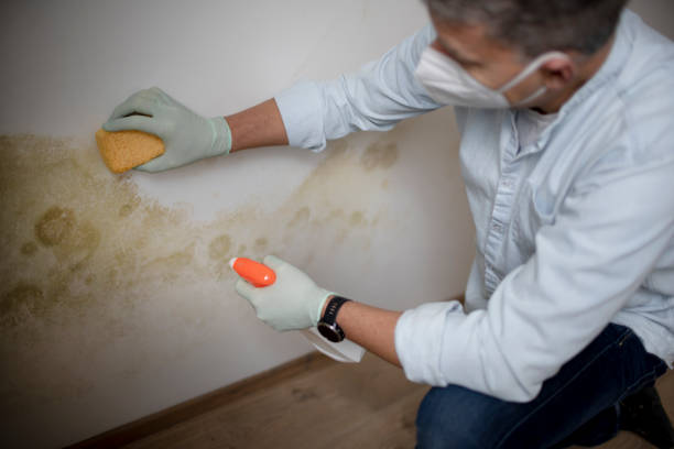 Best Certified Mold Removal  in Airmont, NY