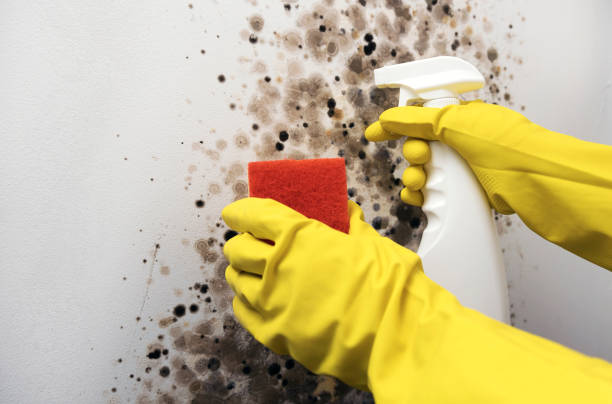 Best Mold Remediation  in Airmont, NY