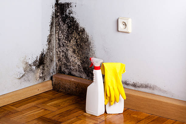 Best Attic Mold Removal  in Airmont, NY