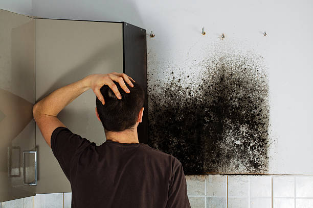 Best Local Mold Removal Service  in Airmont, NY