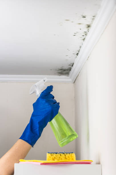 Best Mold Testing  in Airmont, NY