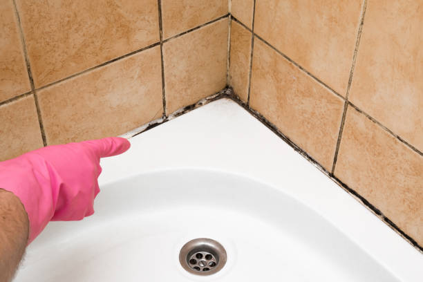 Professional Mold Removal in Airmont, NY